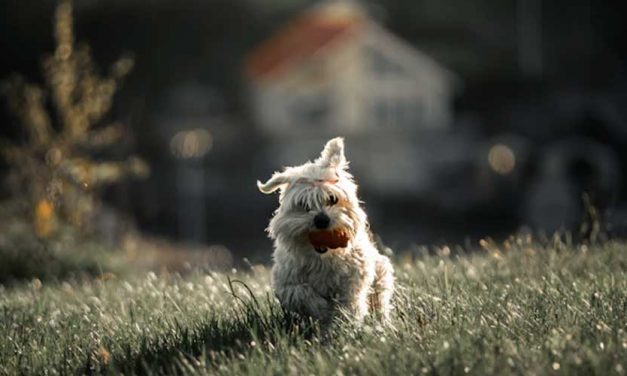 Building a Backyard Agility Course Using Household Items for Fun and Fitness