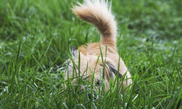 How Playing Hide and Seek Can Boost Your Dog’s Mental Health