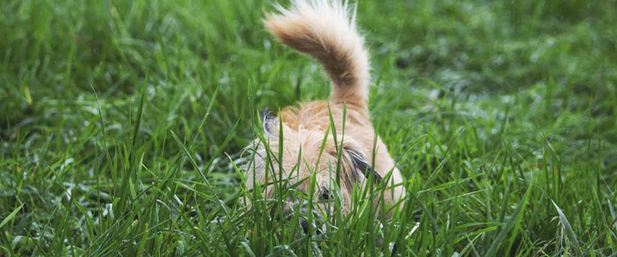 How Playing Hide and Seek Can Boost Your Dog’s Mental Health