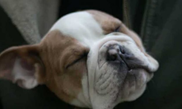 How to Calm Dog Anxiety Naturally