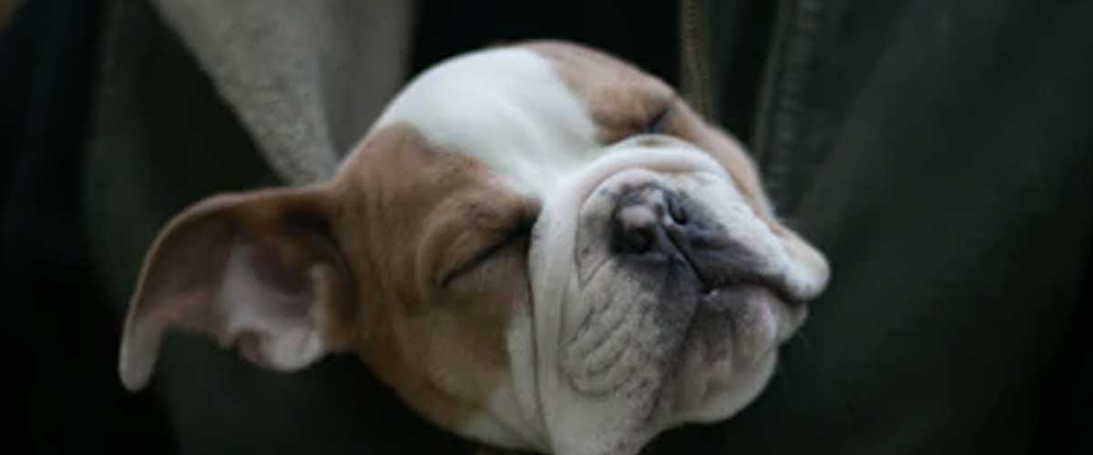 How to Calm Dog Anxiety Naturally