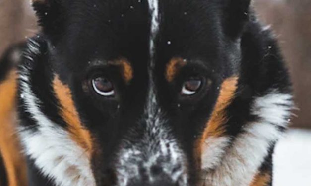 Understanding Dog Anxiety When Meeting Other Dogs