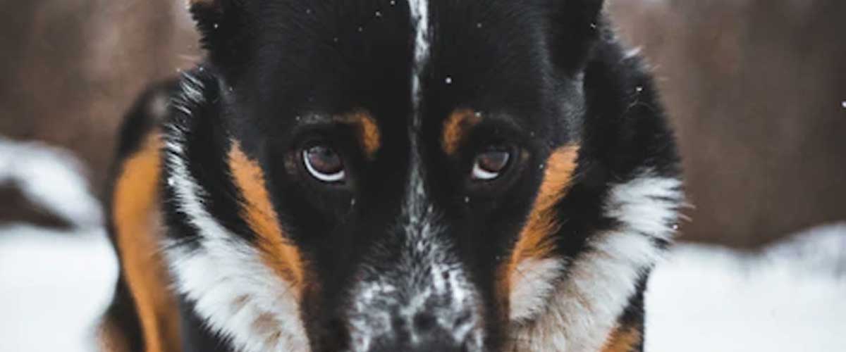 Understanding Dog Anxiety When Meeting Other Dogs