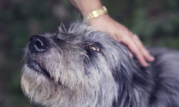 Understanding Dog Anxiety with Age