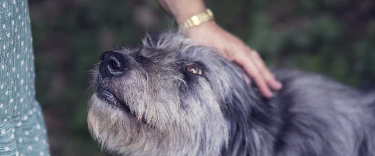 Understanding Dog Anxiety with Age
