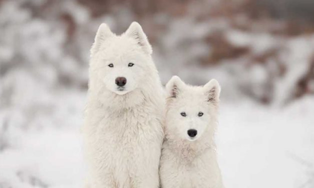 Understanding Dog Anxiety When Introducing a New Puppy to Your Household