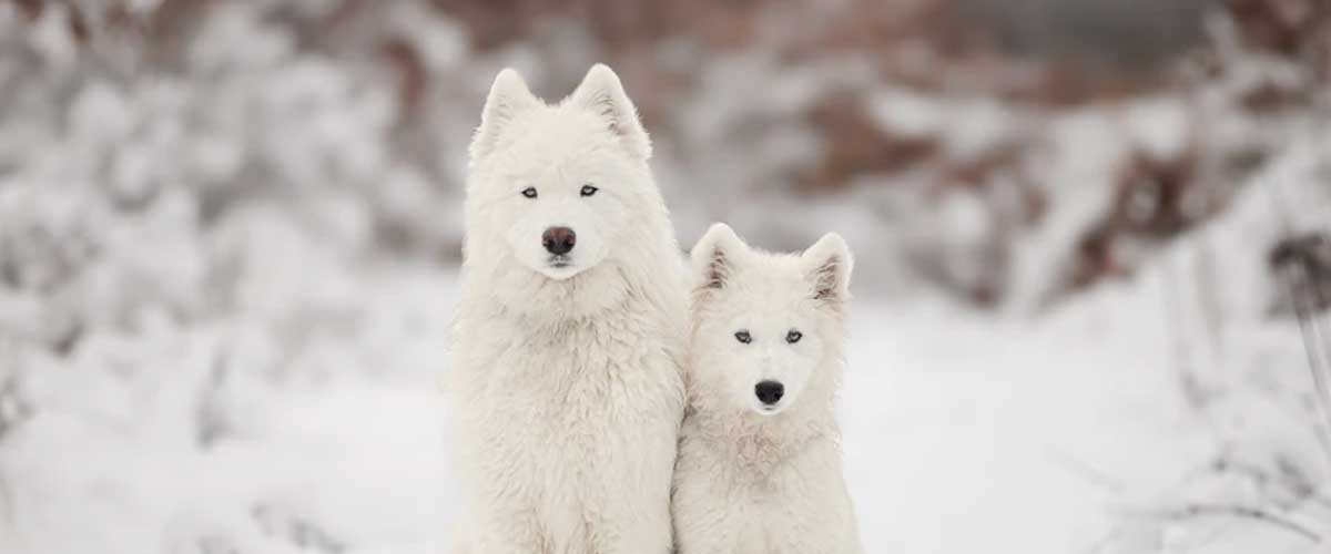 Understanding Dog Anxiety When Introducing a New Puppy to Your Household
