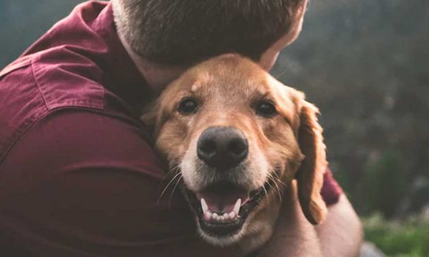 Celebrating Senior Dogs and Their Unique Health Needs