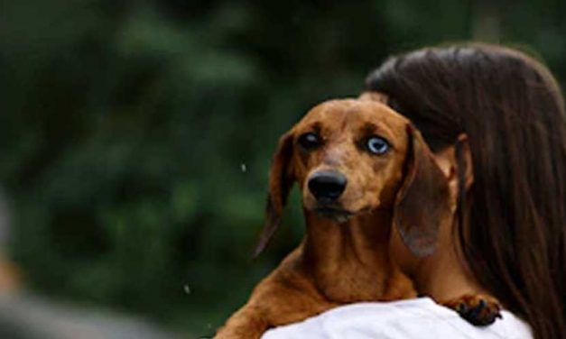 Understanding Dog Anxiety During Thunderstorms