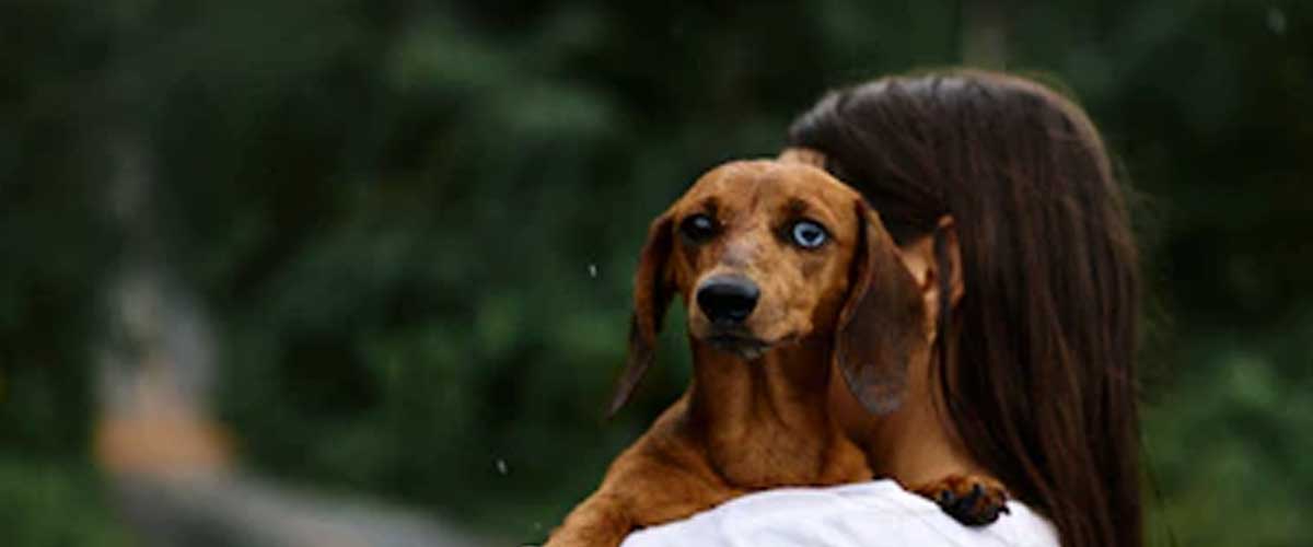 Understanding Dog Anxiety During Thunderstorms