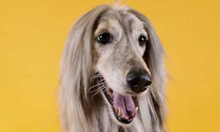 The Afghan Hound: A Distinctive and Elegant Breed