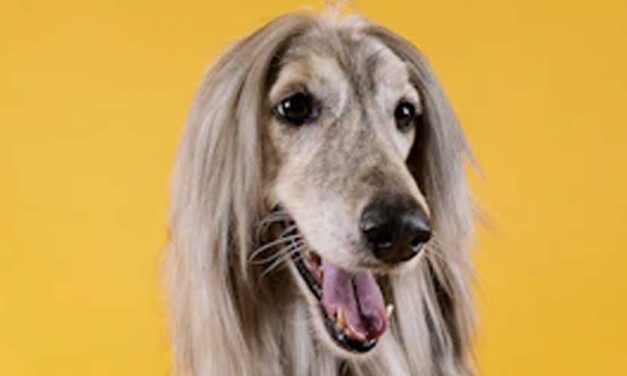 The Afghan Hound: A Distinctive and Elegant Breed