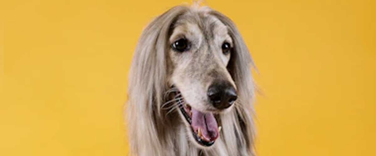 The Afghan Hound: A Distinctive and Elegant Breed