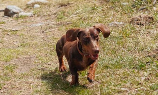 The Alpine Dachsbracke: A Unique and Charming Breed