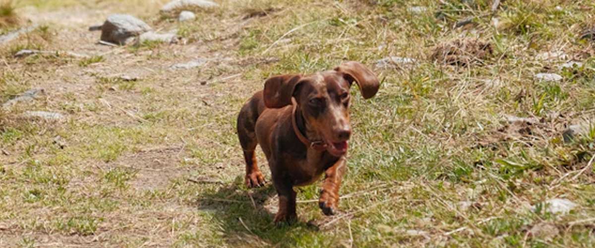 The Alpine Dachsbracke: A Unique and Charming Breed