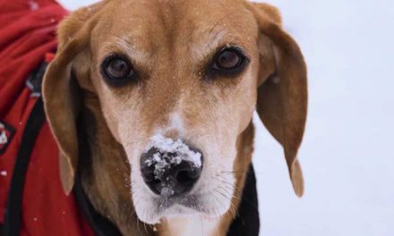 The American Foxhound: A Loyal Companion and Skilled Hunter
