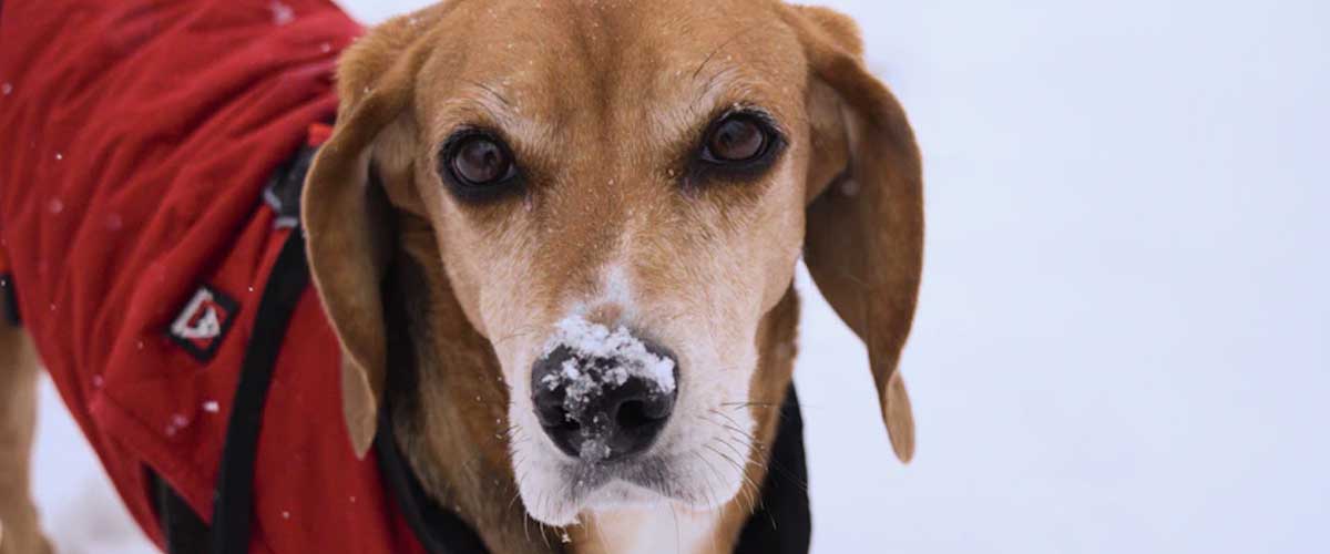 The American Foxhound: A Loyal Companion and Skilled Hunter