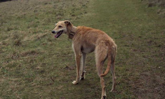 The American Staghound: A Unique Canine Companion