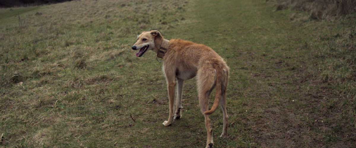 The American Staghound: A Unique Canine Companion
