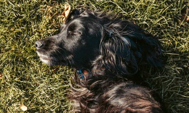 The American Water Spaniel: A Versatile Hunting Companion