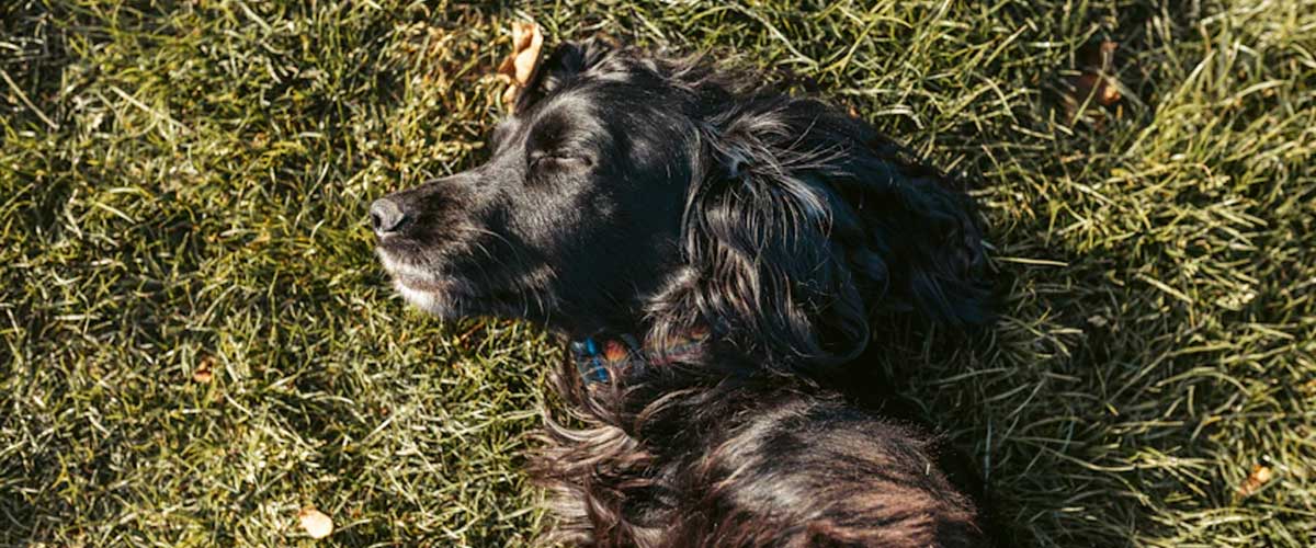 The American Water Spaniel: A Versatile Hunting Companion