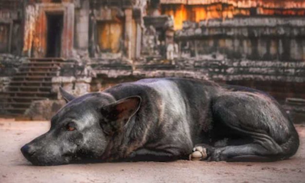 The First Domestic Dogs: Tracing Our Canine Companions’ Ancestry