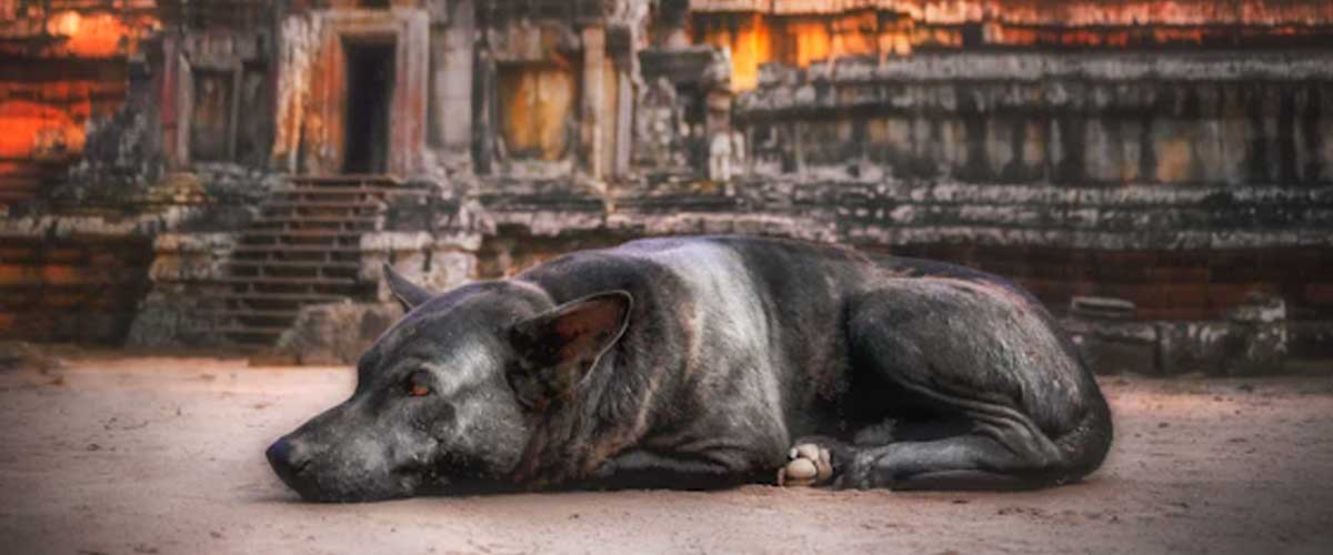 The First Domestic Dogs: Tracing Our Canine Companions’ Ancestry