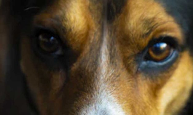 The Anglo-Français de Petite Venerie: A Distinctive Dog Breed