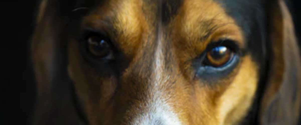 The Anglo-Français de Petite Venerie: A Distinctive Dog Breed