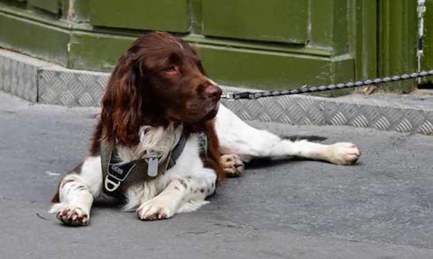 The Ariegeois Dog Breed: A Unique Companion