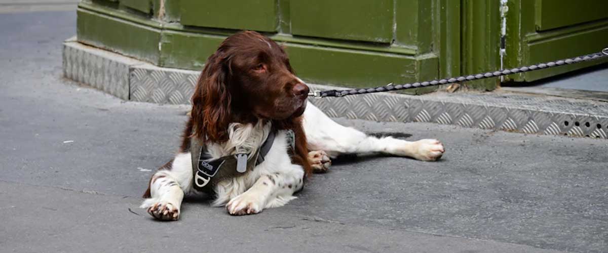 The Ariegeois Dog Breed: A Unique Companion