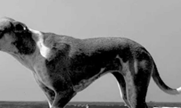 The Azawakh Dog Breed: A Noble Companion