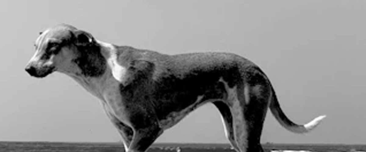 The Azawakh Dog Breed: A Noble Companion