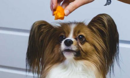 How to Teach Your Dog to Balance and Catch