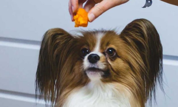 How to Teach Your Dog to Balance and Catch