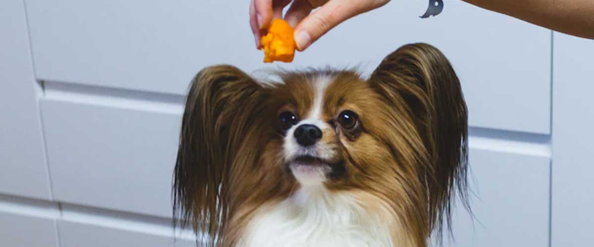 How to Teach Your Dog to Balance and Catch