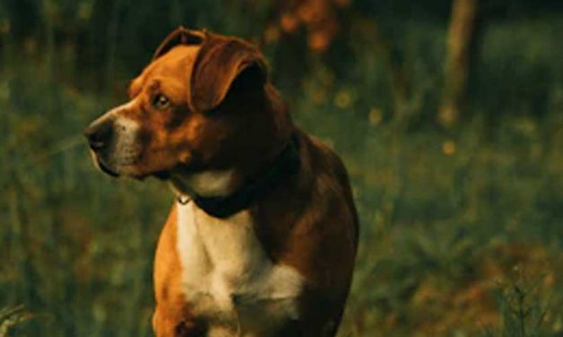 The Balkan Hound: A Unique Companion from the Heart of the Balkans