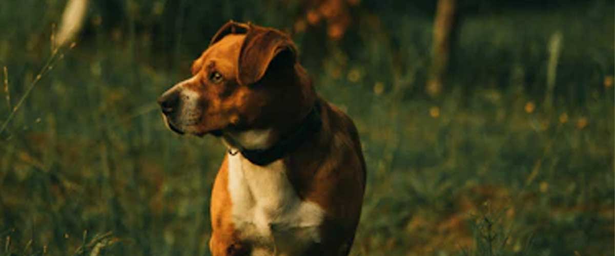The Balkan Hound: A Unique Companion from the Heart of the Balkans