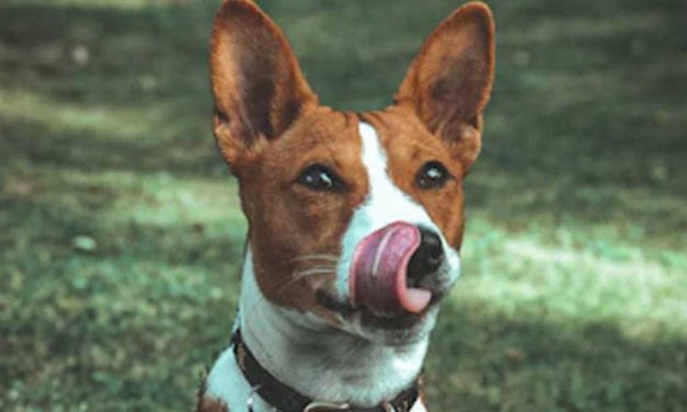 The Basenji Dog Breed: The “Barkless” Wonder