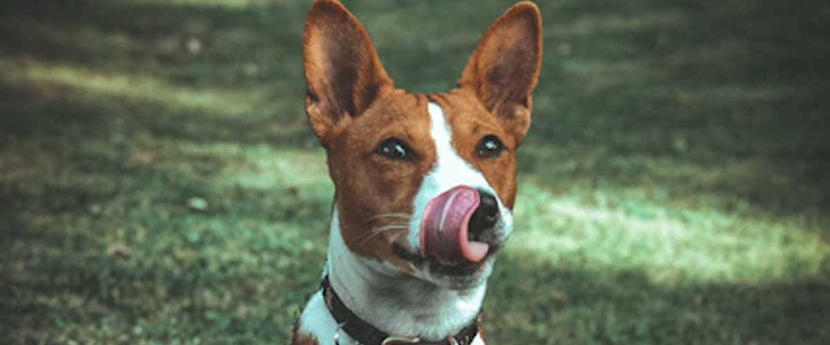 The Basenji Dog Breed: The “Barkless” Wonder