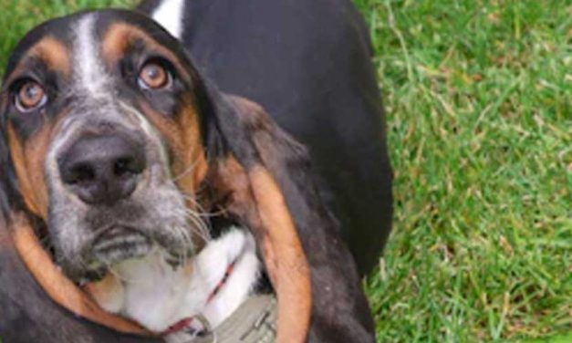 The Basset Artesien Normand: A Charming Companion