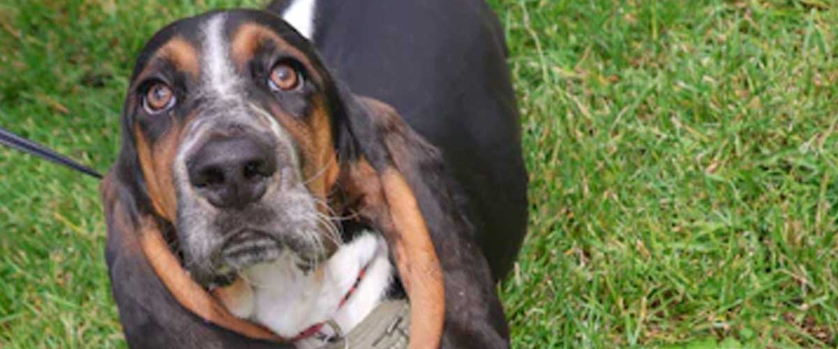 The Basset Artesien Normand: A Charming Companion
