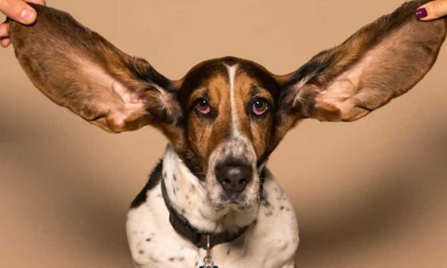 The Basset Bleu De Gascogne: A Unique Canine Companion