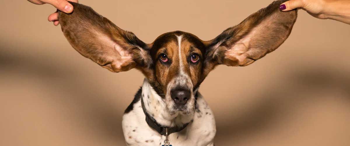 The Basset Bleu De Gascogne: A Unique Canine Companion