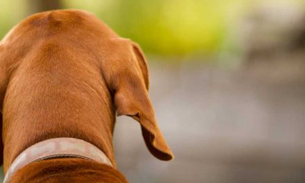 The Basset Fauve de Bretagne: A Charming and Versatile Companion