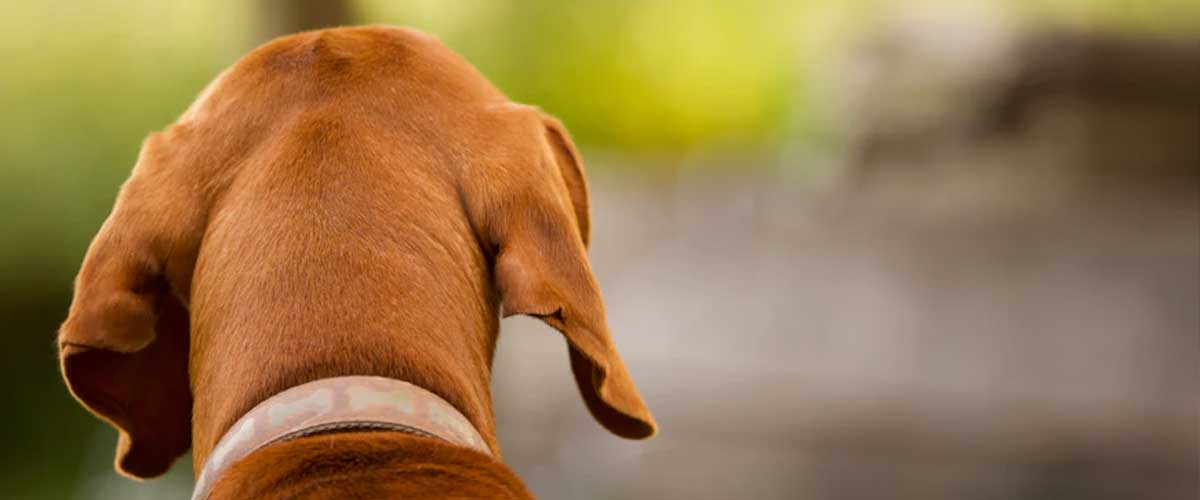 The Basset Fauve de Bretagne: A Charming and Versatile Companion