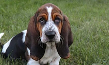 The Charming Basset Hound: A Comprehensive Look at the Beloved Breed