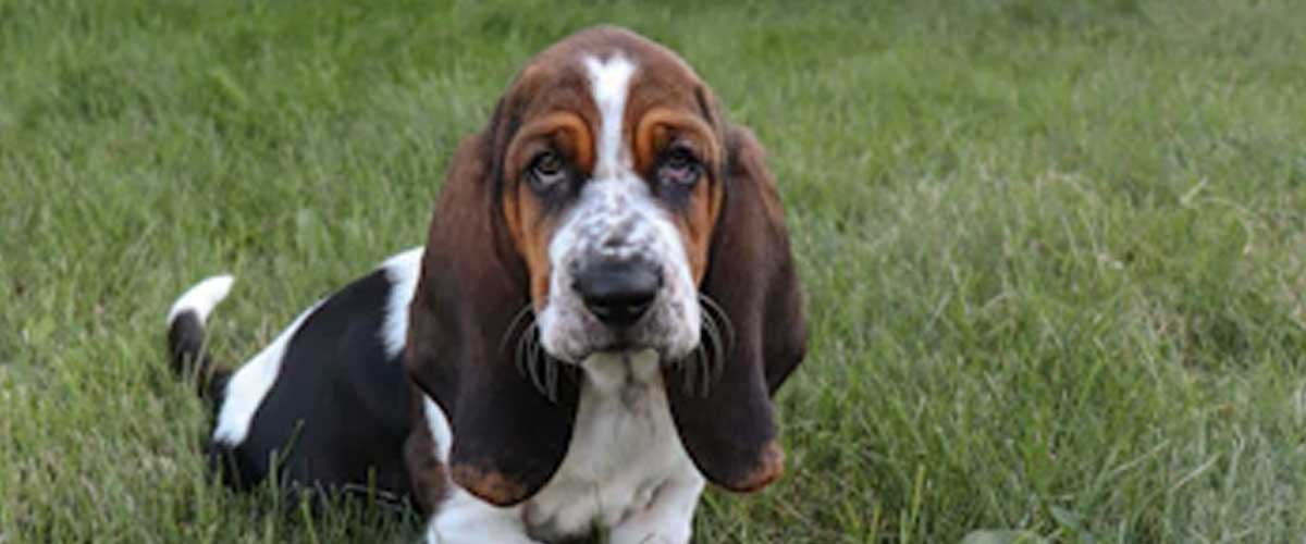 The Charming Basset Hound: A Comprehensive Look at the Beloved Breed