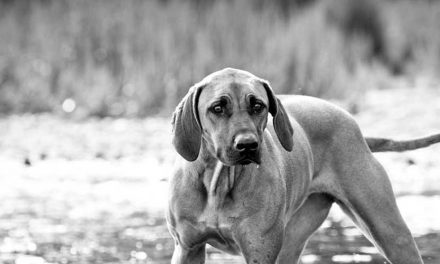 Bavarian Mountain Hound: A Versatile and Loyal Companion