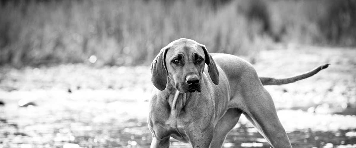 Bavarian Mountain Hound: A Versatile and Loyal Companion